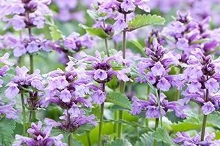 香料香精高新企業(yè)簡介(6)——OnScent 香料香精高新企業(yè)簡介(6)——OnScent