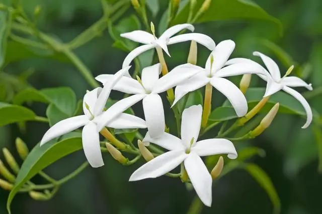 室內(nèi)種植這幾種植物，讓你的房間充滿芳香，凈化空氣，芬芳室內(nèi)
