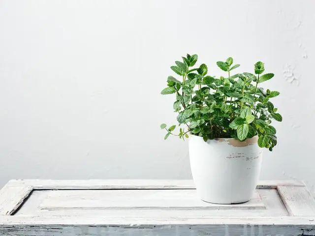 室內(nèi)種植這幾種植物，讓你的房間充滿芳香，凈化空氣，芬芳室內(nèi)