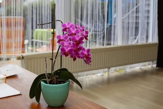室內(nèi)種植這幾種植物，讓你的房間充滿芳香，凈化空氣，芬芳室內(nèi)
