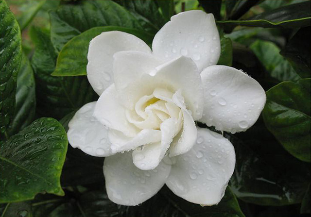 梔子花開(kāi)香精