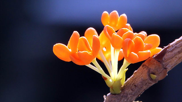 當(dāng)＂桂花＂浸在茶云里，香氣路過的是詩(shī)與遠(yuǎn)方